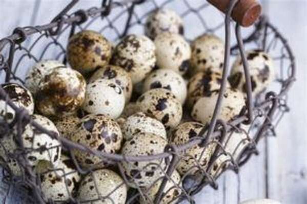 Quail